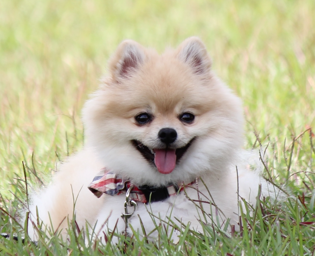 dog